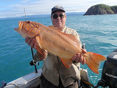 Bar-cheeked Island Coral Trout